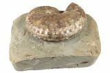 Iridescent Fossil Ammonite (Jeletzkytes) - South Dakota #189312-2
